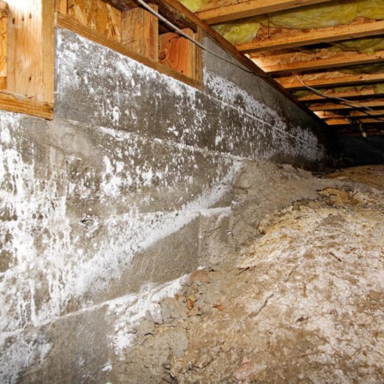 Preventing Basement Mold Growth in Appleton, WI