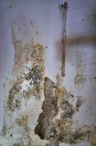 Basement Mold