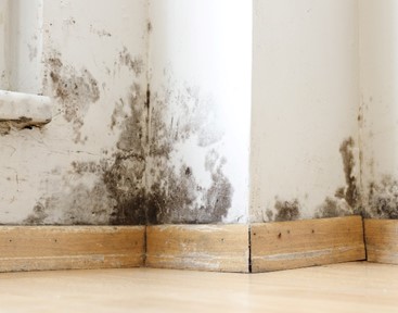 Black mold on corners in a home in the Green Bay, WI area.